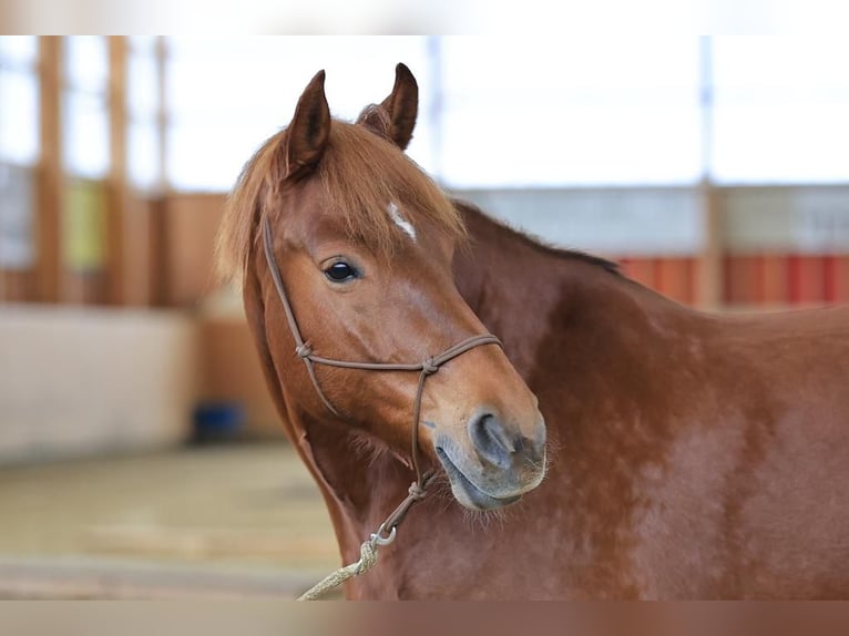 Freiberger Mare 11 years 16,1 hh Chestnut-Red in Stüsslingen