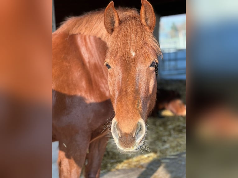 Freiberger Mare 11 years 16,1 hh Chestnut-Red in Stüsslingen