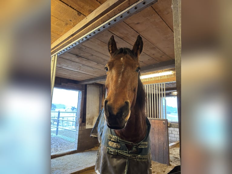 Freiberger Mare 11 years 16 hh Brown in Dietlikon