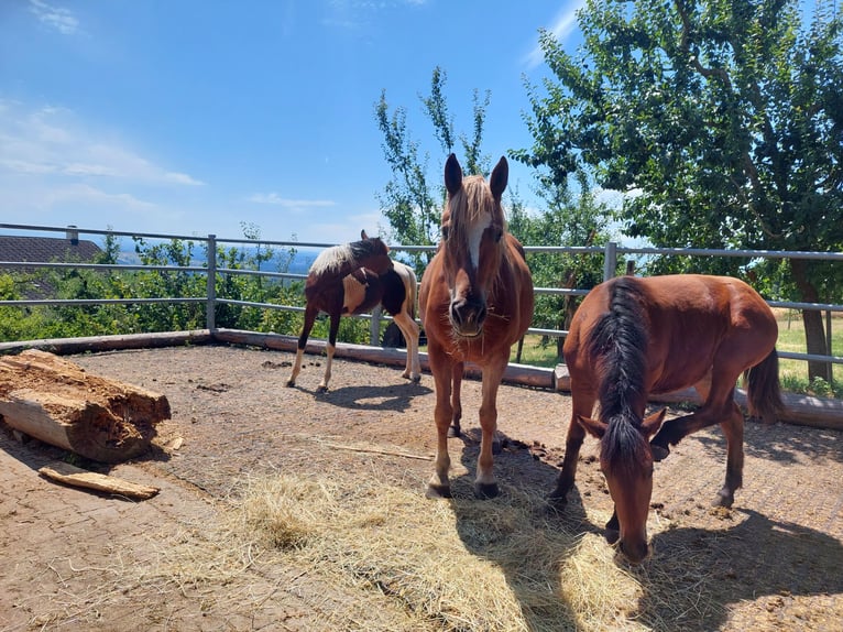 Freiberger Mare 11 years Chestnut-Red in Innerberg