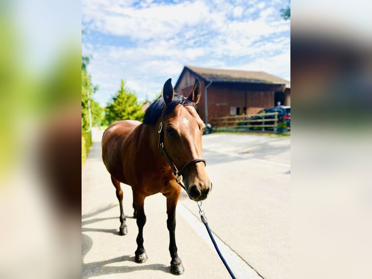 Freiberger Mare 12 years 14,3 hh Brown in Dietikon