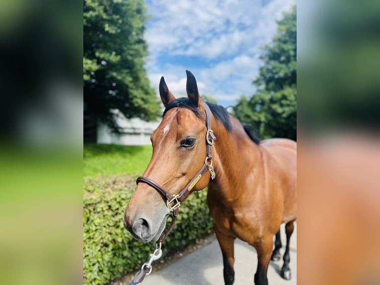 Freiberger Mare 12 years 14,3 hh Brown in Dietikon