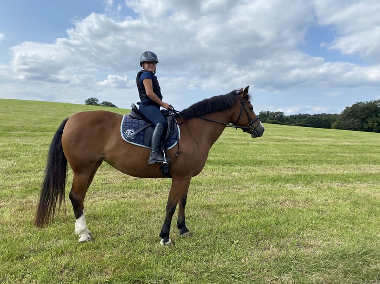 Freiberger Mare 12 years 15,1 hh Brown in Nümbrecht