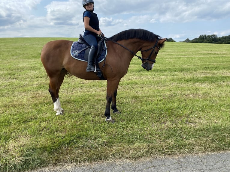 Freiberger Mare 12 years 15,1 hh Brown in Nümbrecht