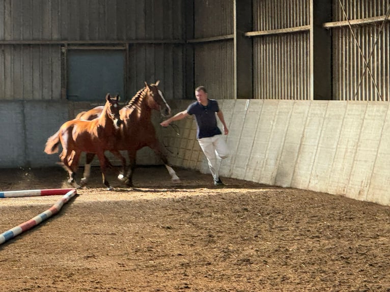 Freiberger Mare 12 years 15,1 hh Chestnut-Red in Zuna