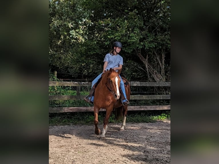 Freiberger Mare 12 years 15,1 hh Chestnut-Red in Zuna