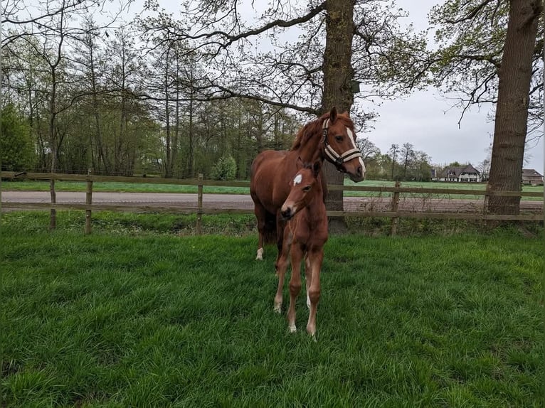 Freiberger Mare 12 years 15,1 hh Chestnut-Red in Zuna