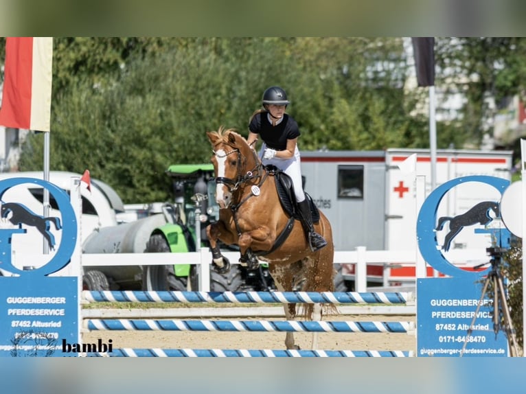 Freiberger Mare 12 years 15,2 hh Chestnut-Red in Ravensburg