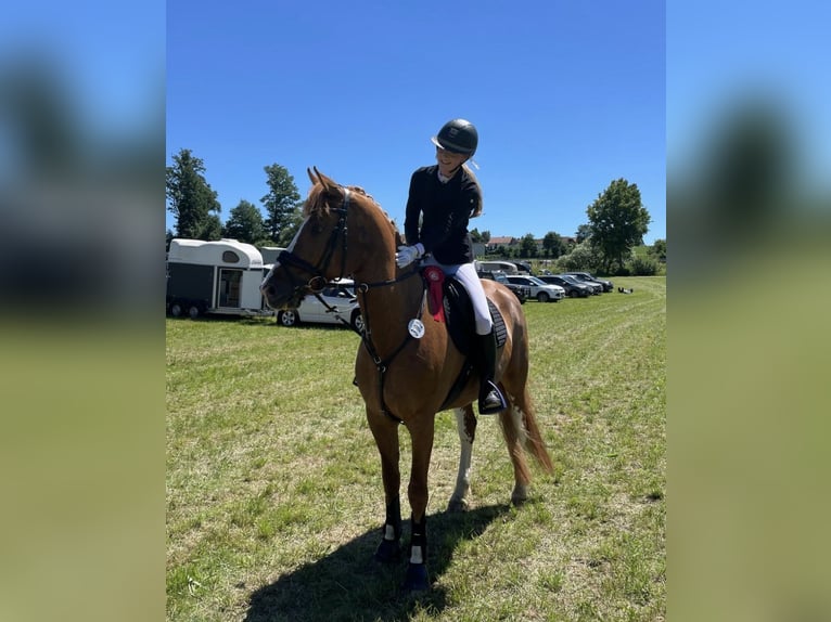 Freiberger Mare 12 years 15,2 hh Chestnut-Red in Ravensburg