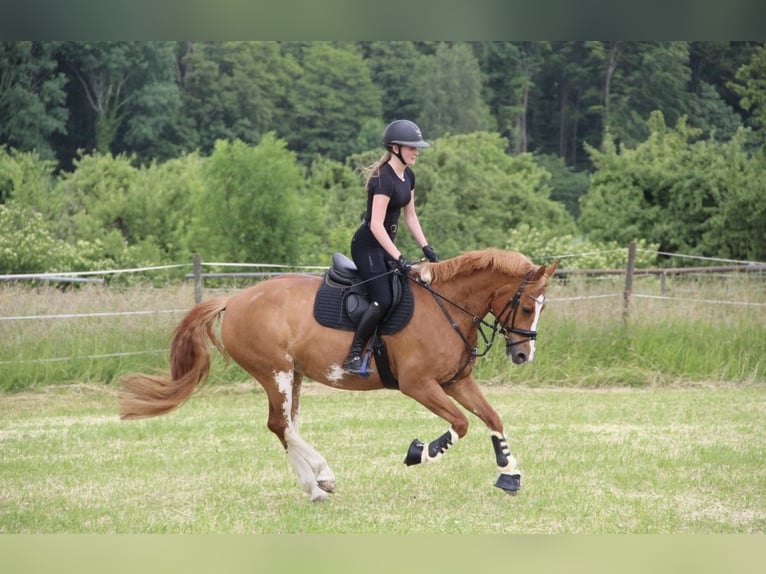 Freiberger Mare 12 years 15,2 hh Chestnut-Red in Ravensburg