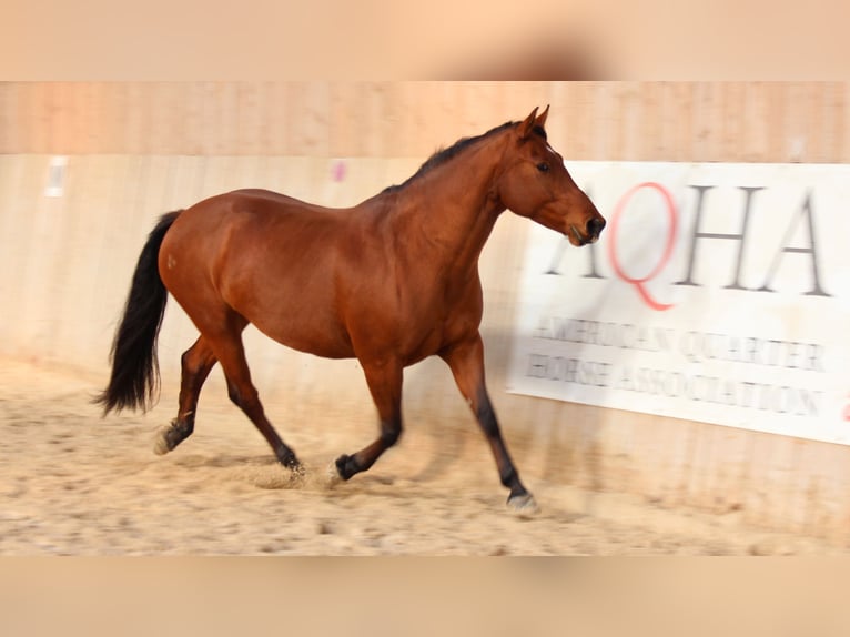 Freiberger Mare 12 years 15 hh Brown in Lugnorre