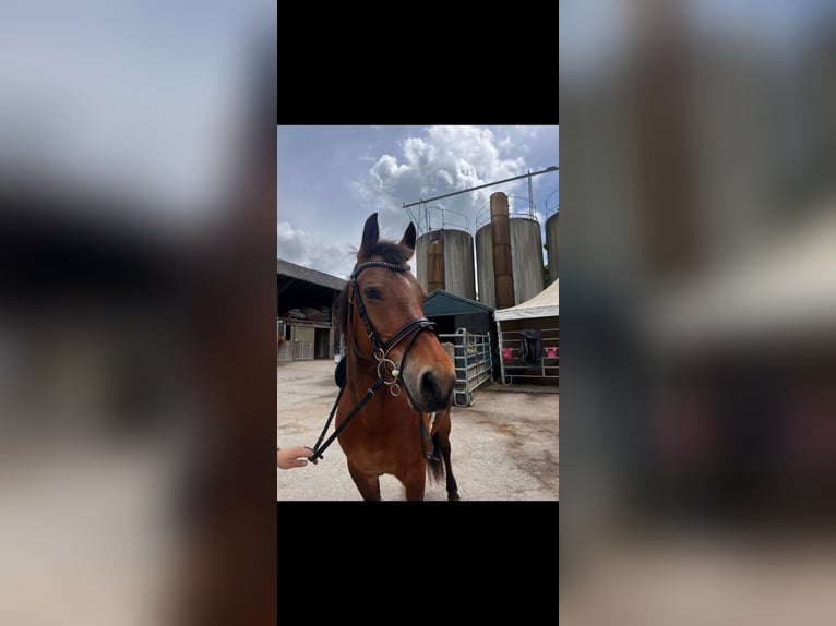 Freiberger Mare 12 years 15,1 hh Brown in M&#xFC;nsingen