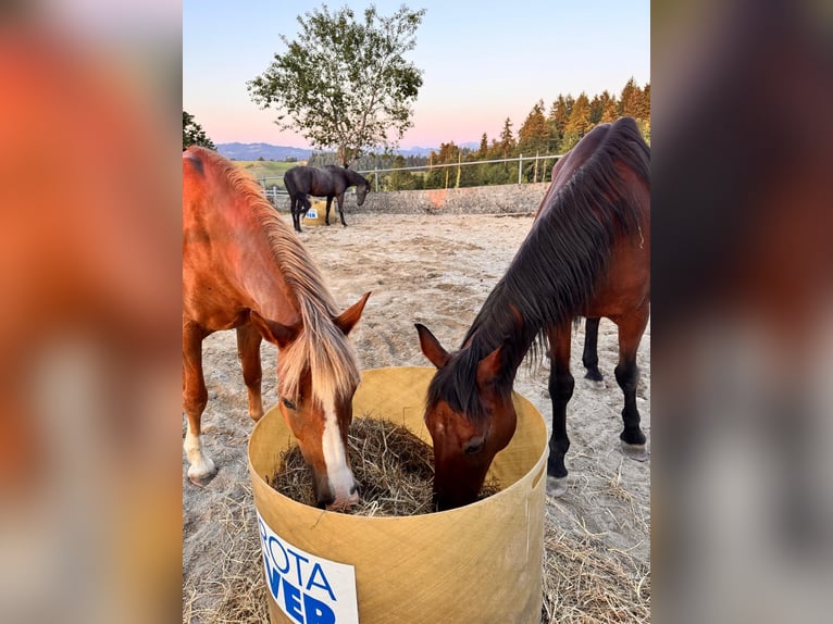 Freiberger Mare 12 years 15,1 hh Chestnut in Landiswil