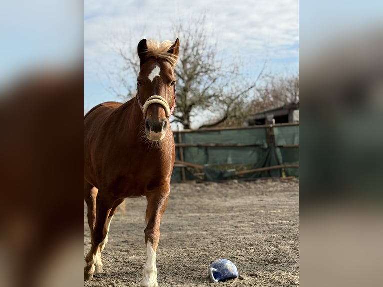Freiberger Mare 13 years 14,3 hh Chestnut-Red in S&#xFC;nikon