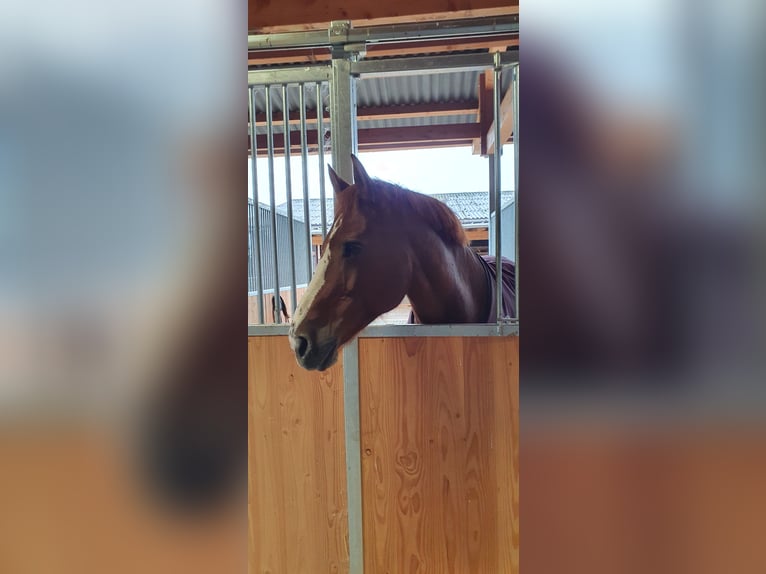 Freiberger Mare 13 years 15,2 hh Chestnut-Red in Wangen an der Aare