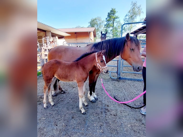 Freiberger Mare 13 years 15,1 hh Brown in Schaan