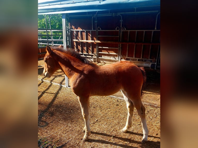 Freiberger Mare 13 years 15,1 hh Brown in Schaan
