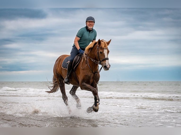 Freiberger Mare 13 years 15,2 hh Chestnut-Red in M&#xF6;hneseeM&#xF6;hnesee