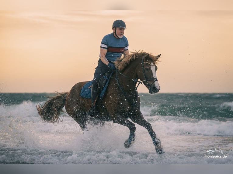 Freiberger Mare 13 years 15,2 hh Chestnut-Red in M&#xF6;hneseeM&#xF6;hnesee
