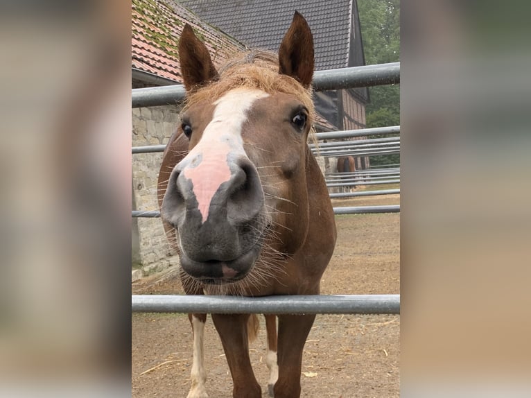 Freiberger Mare 13 years 15,2 hh Chestnut-Red in M&#xF6;hneseeM&#xF6;hnesee