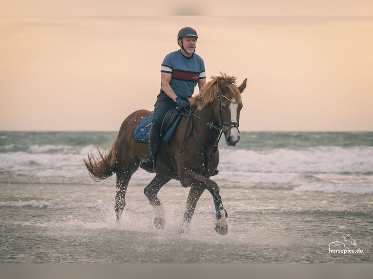 Freiberger Mare 13 years 15,2 hh Chestnut-Red in M&#xF6;hneseeM&#xF6;hnesee