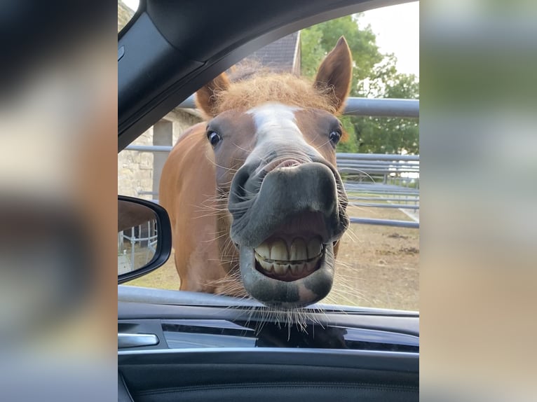 Freiberger Mare 13 years 15,2 hh Chestnut-Red in M&#xF6;hneseeM&#xF6;hnesee