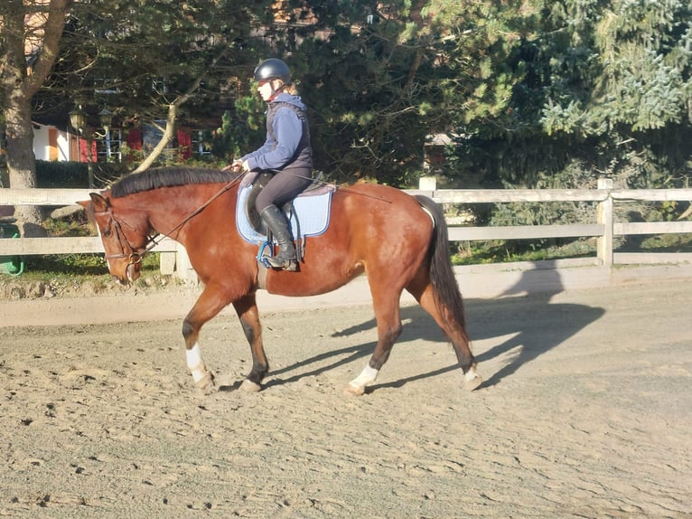 Freiberger Mare 13 years Brown in Niederhünigen