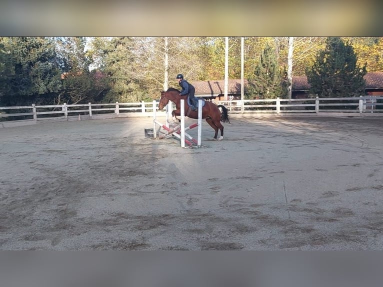 Freiberger Mare 13 years Brown in Niederhünigen