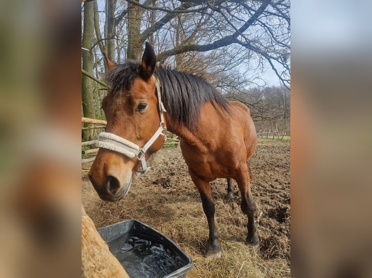 Freiberger Mare 13 years Brown in Wöglerin