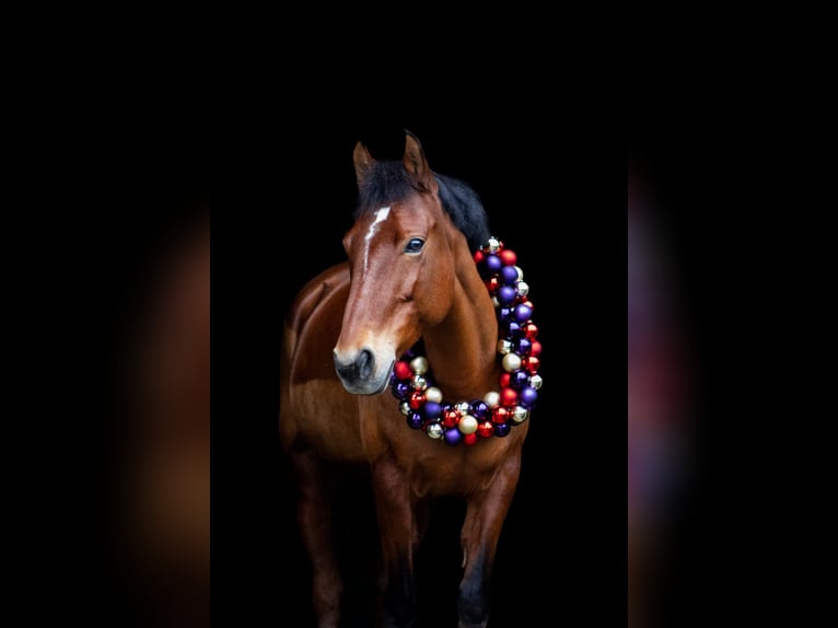 Freiberger Mix Mare 14 years 13,2 hh Chestnut-Red in B&#xFC;tschwil SG