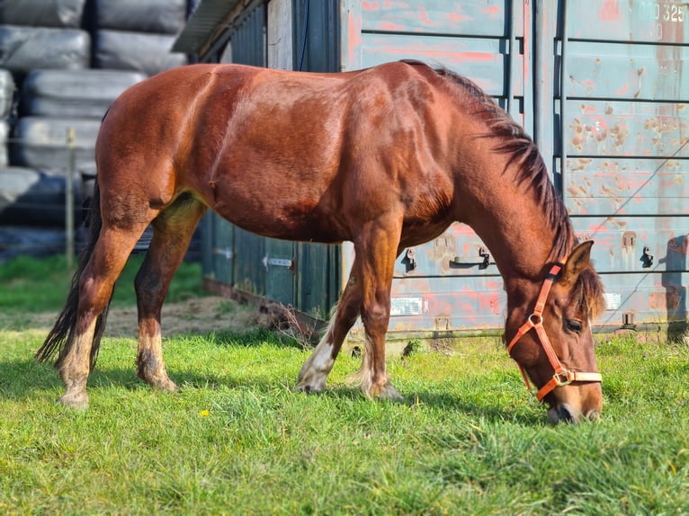 Freiberger Mare 14 years 14,3 hh Chestnut-Red in Dorst