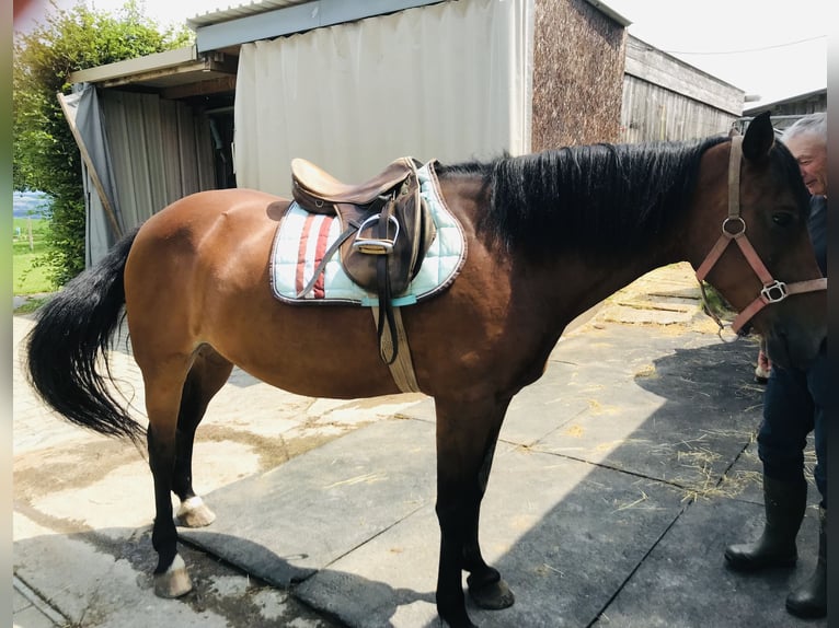 Freiberger Mare 14 years 14,3 hh Dun in Rüeggisberg