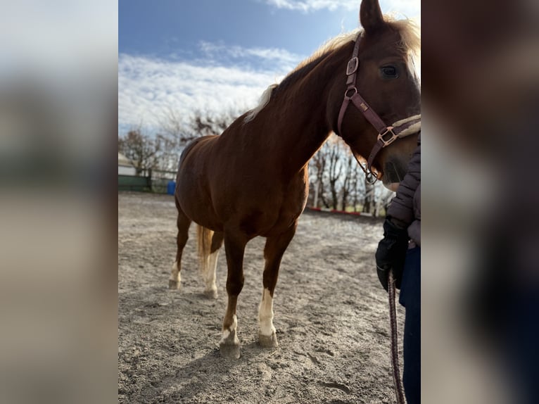 Freiberger Mare 14 years 14,3 hh Chestnut-Red in Sünikon
