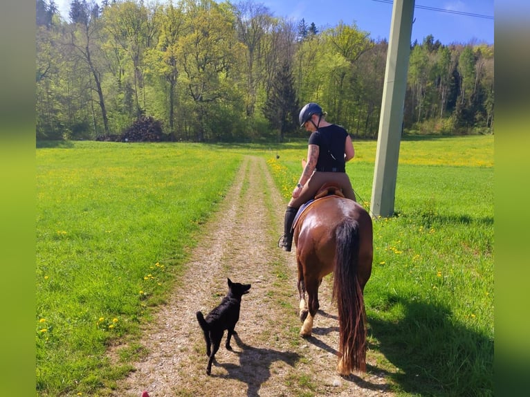 Freiberger Mare 14 years 16 hh Brown in Schleinikon