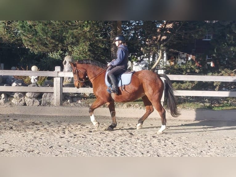 Freiberger Mare 14 years Brown in Niederhünigen