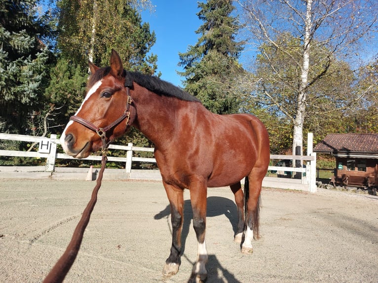 Freiberger Mare 14 years Brown in Niederhünigen