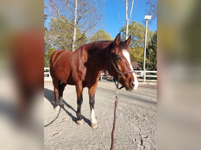 Freiberger Mare 14 years in Niederhünigen