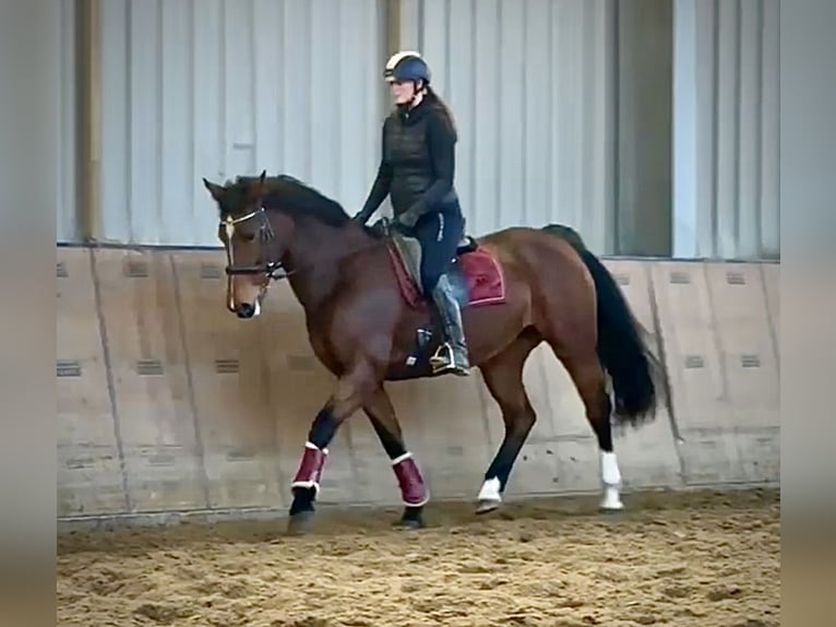 Freiberger Mare 15 years 15,1 hh Brown in Neustadt (Wied)