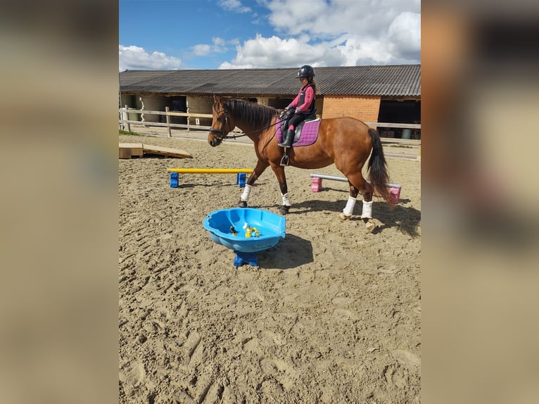 Freiberger Mare 16 years 15.2 hh Brown in Hoeselt