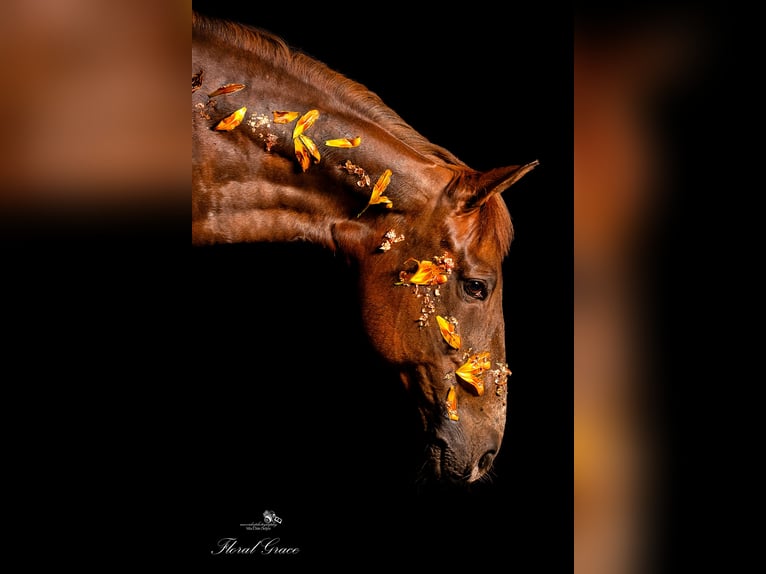 Freiberger Mix Mare 16 years 15,2 hh Chestnut in Oberding