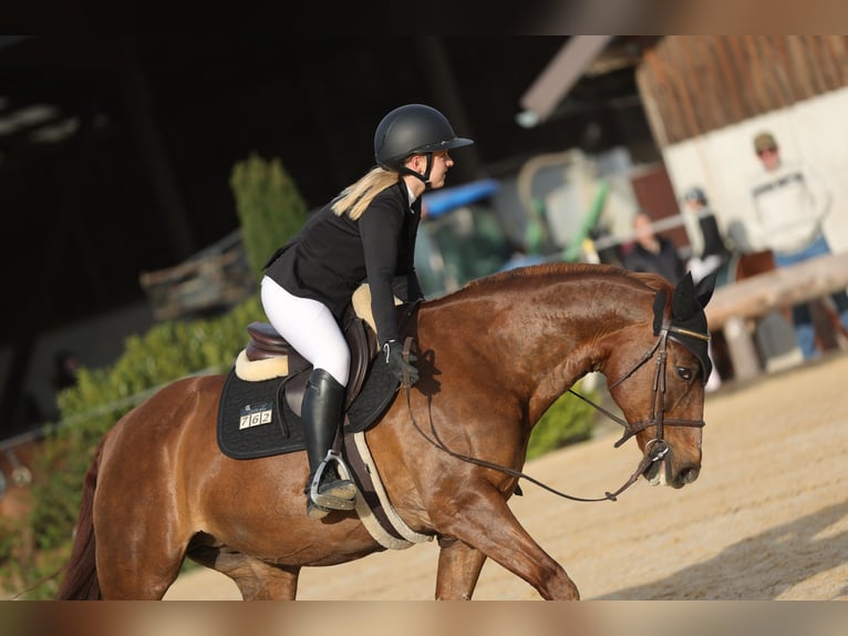 Freiberger Mix Mare 16 years 15,2 hh Chestnut in Oberding