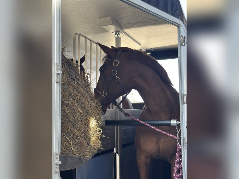 Freiberger Mix Mare 16 years 15,2 hh Chestnut in Oberding