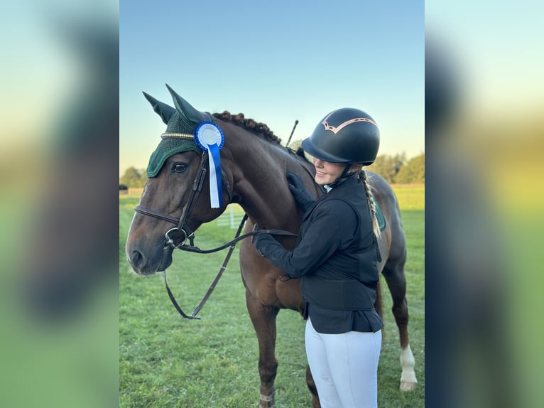 Freiberger Mix Mare 16 years 15,2 hh Chestnut in Oberding