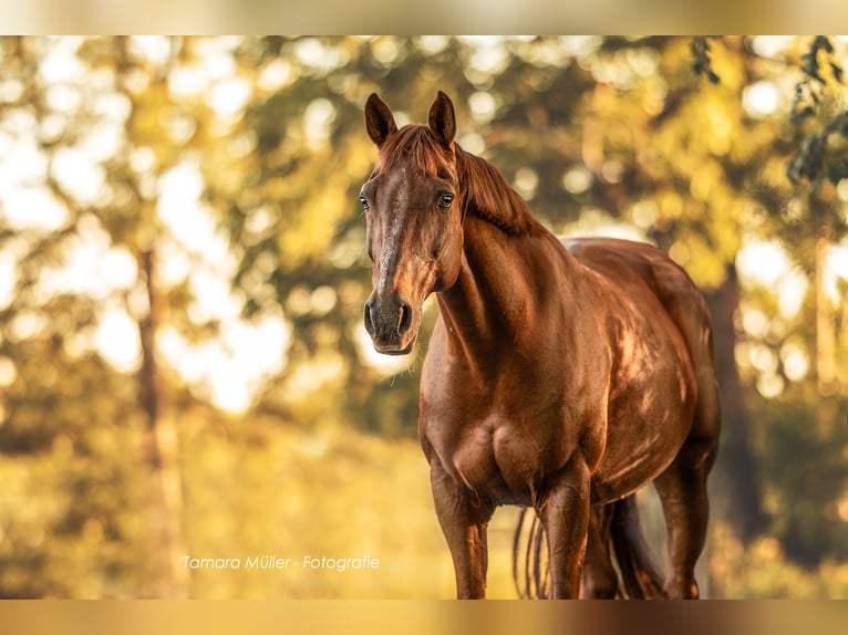Freiberger Mix Mare 16 years 15,2 hh Chestnut in Oberding