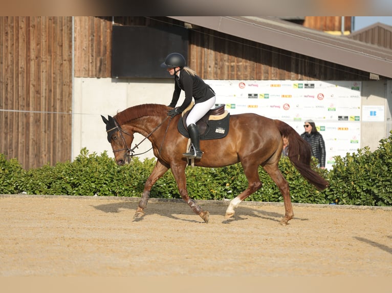 Freiberger Mix Mare 16 years 15,2 hh Chestnut in Oberding