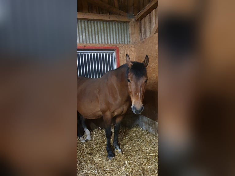 Freiberger Mare 17 years 15.1 hh Brown in Wald