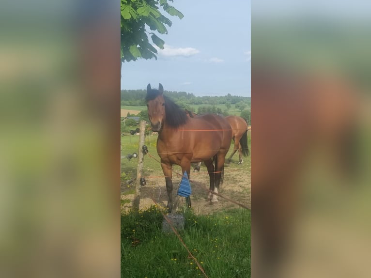 Freiberger Mare 17 years 15,1 hh Brown in Wald