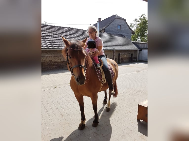 Freiberger Mare 18 years 14.2 hh Brown in Rheinbach
