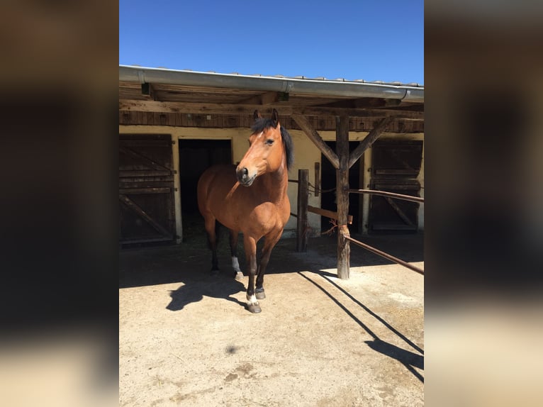 Freiberger Mare 18 years 14.2 hh Brown in Rheinbach