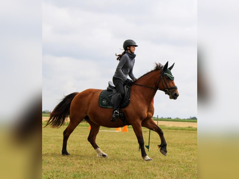 Freiberger Mare 18 years 14,2 hh Brown in Rheinbach